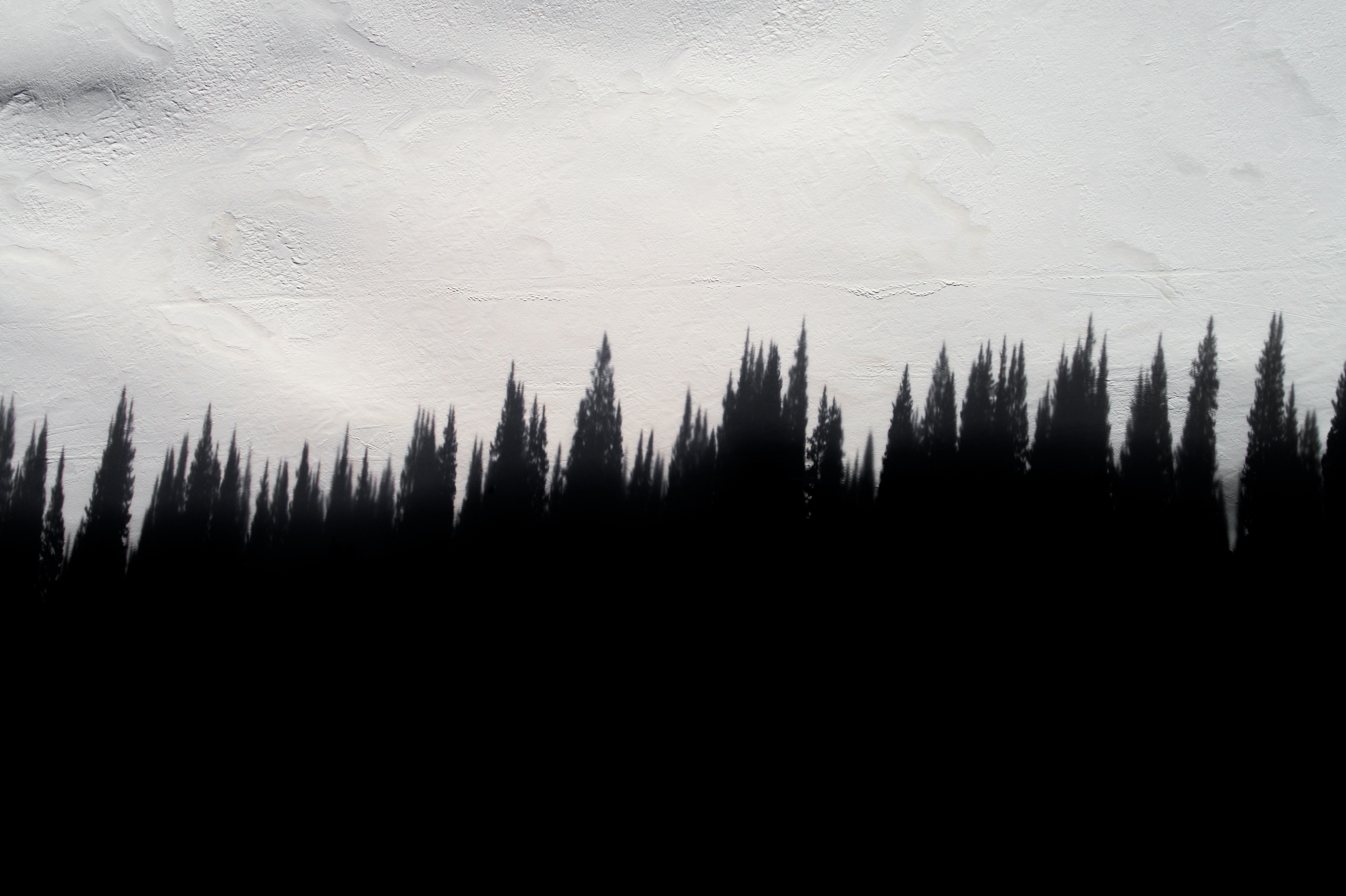 silhouette of trees